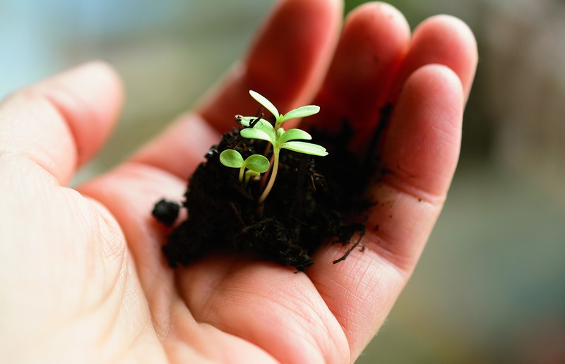 congerdesign | Pixabay